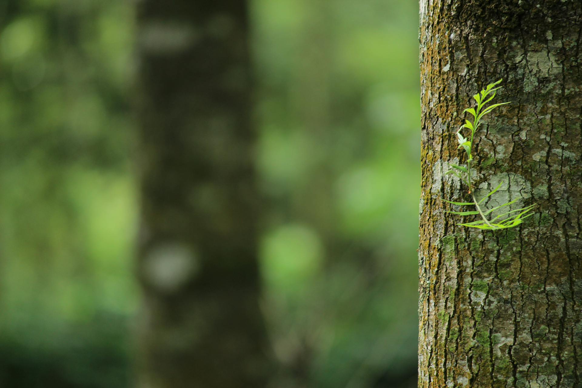 Close-up of mossy tree trunk in forest